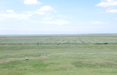 Udsigt fra diget langs Vadehavet over marsklandet med de mange får. Foto: Steen Gelsing. 